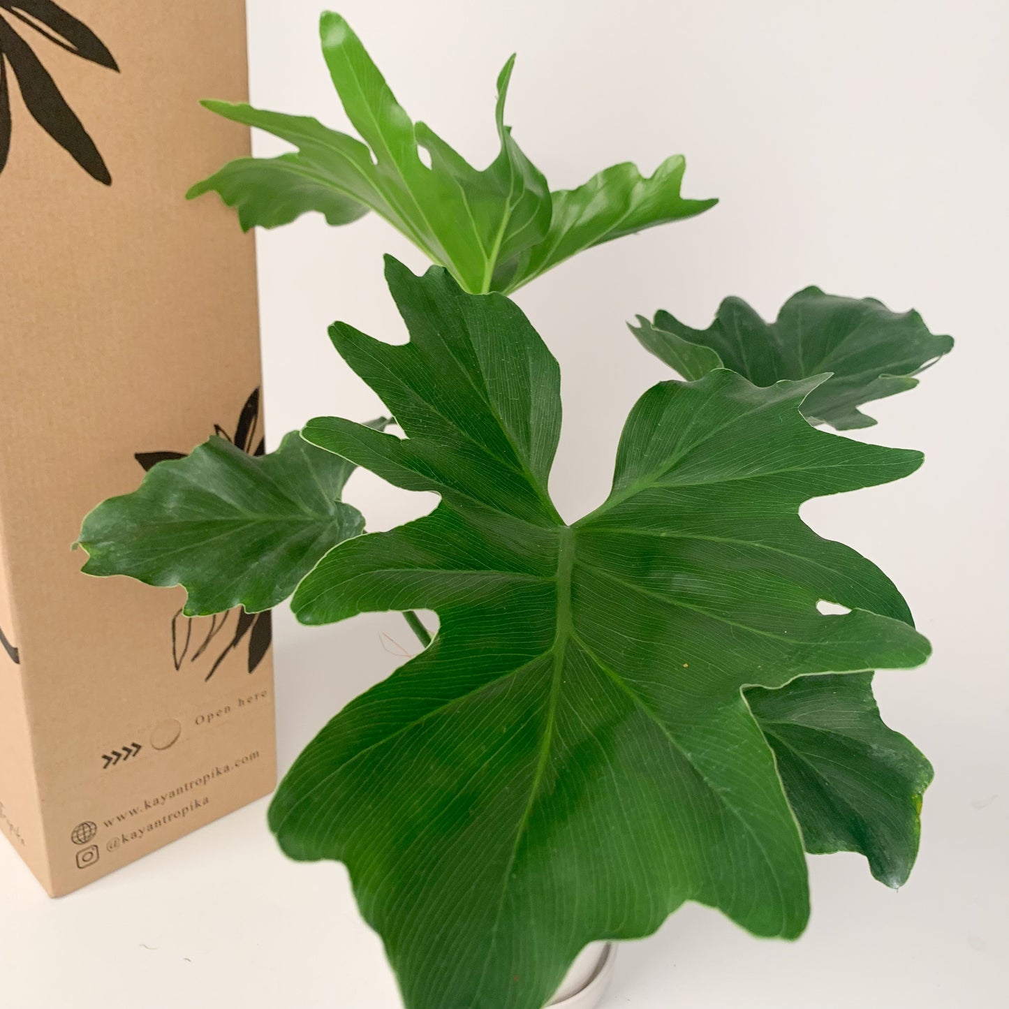 Philodendron Xanadu