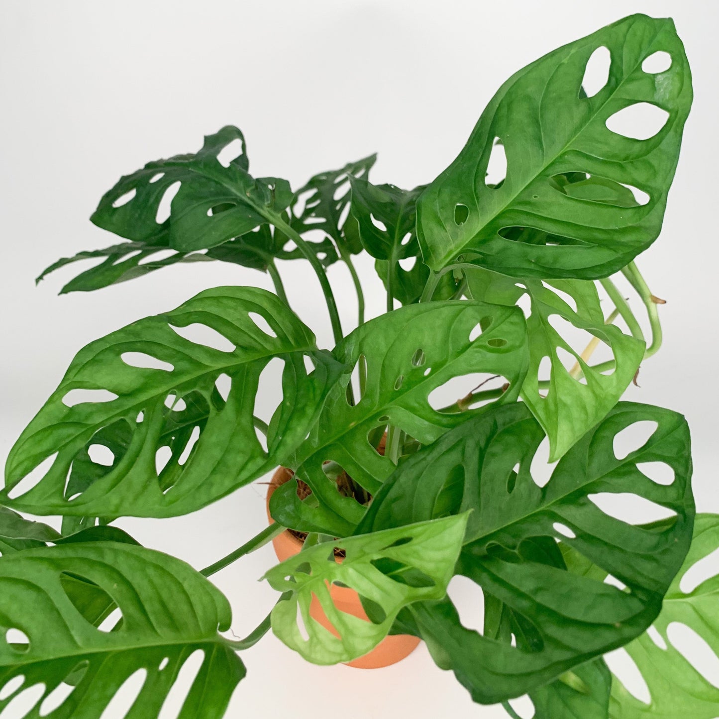 Monstera Andansonii