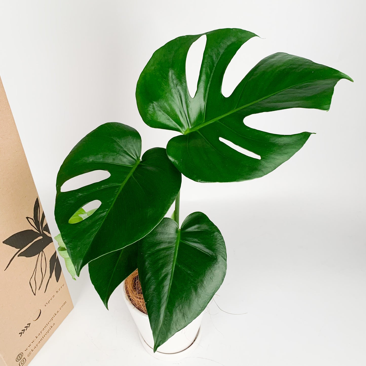 Monstera Deliciosa