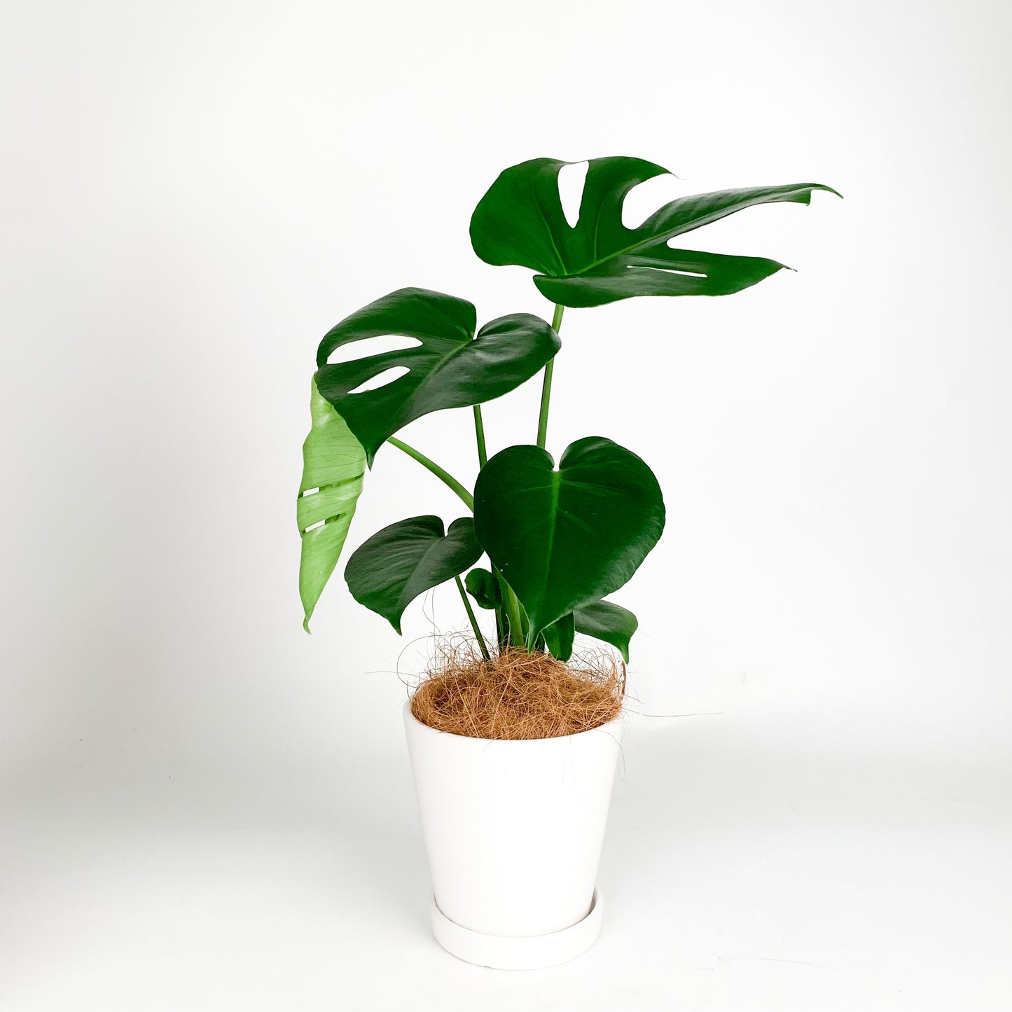 Monstera Deliciosa