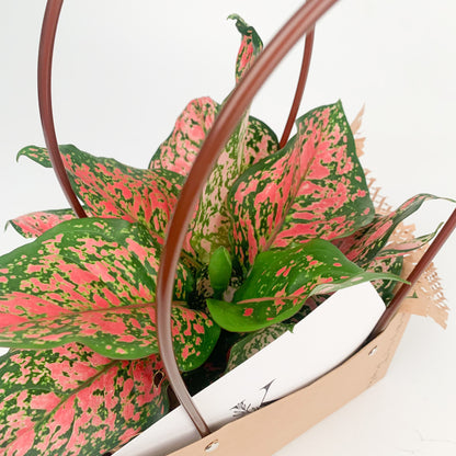 Aglaonema Pink