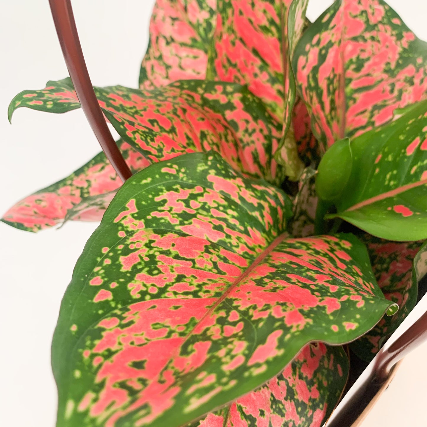 Aglaonema Pink