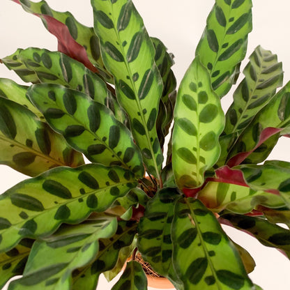 Rattlesnake Plant