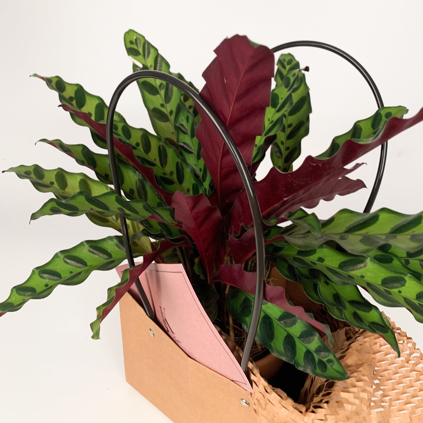 Rattlesnake Plant